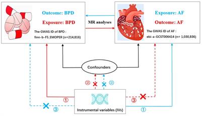 Borderline personality disorder and risk of atrial fibrillation: insights from a bidirectional Mendelian randomization study